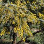 ヒメ日記 2026/02/24 15:32 投稿 望月美佐江 五十路マダム　広島店