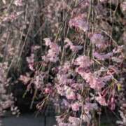 ヒメ日記 2026/04/07 12:54 投稿 望月美佐江 五十路マダム　広島店