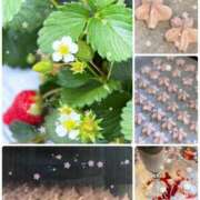 愛咲 春休み🌸 東京人妻フォーシーズンズ