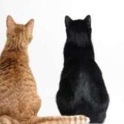 ヒメ日記 2025/03/02 13:06 投稿 かおる 奥鉄オクテツ神奈川店（デリヘル市場グループ）