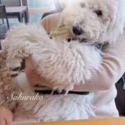 ヒメ日記 2025/04/14 19:50 投稿 さくらこ マリン宇都宮店