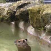 ヒメ日記 2025/04/28 19:50 投稿 とわ 熟女の風俗最終章 蒲田店