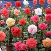 ヒメ日記 2025/07/03 19:31 投稿 とわ 熟女の風俗最終章 蒲田店