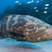 ヒメ日記 2025/12/14 20:53 投稿 とわ 熟女の風俗最終章 蒲田店