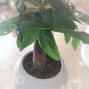 ヒメ日記 2025/05/23 11:58 投稿 優月-ゆづき- フォーシーズン