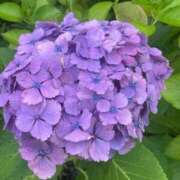 ヒメ日記 2025/05/24 11:58 投稿 優月-ゆづき- フォーシーズン