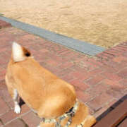 ヒメ日記 2025/03/08 20:49 投稿 しらゆり 奥鉄オクテツ兵庫