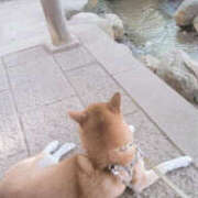 ヒメ日記 2025/09/22 07:35 投稿 しらゆり 奥鉄オクテツ兵庫