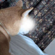 ヒメ日記 2025/12/05 14:11 投稿 しらゆり 奥鉄オクテツ兵庫