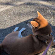 ヒメ日記 2025/12/07 20:10 投稿 しらゆり 奥鉄オクテツ兵庫