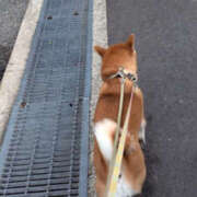 ヒメ日記 2025/12/19 07:33 投稿 しらゆり 奥鉄オクテツ兵庫