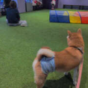 ヒメ日記 2025/12/25 15:02 投稿 しらゆり 奥鉄オクテツ兵庫