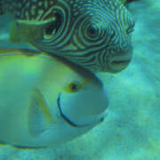 ヒメ日記 2026/03/05 17:36 投稿 しらゆり 奥鉄オクテツ兵庫