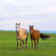 ヒメ日記 2026/01/04 05:41 投稿 ふたば 熟女の風俗最終章 宇都宮店