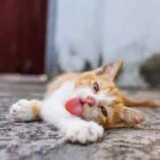 ヒメ日記 2025/12/29 13:24 投稿 のり 熟女の風俗最終章 仙台店