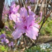 ヒメ日記 2025/04/15 15:39 投稿 ♡カナデ♡ ラブ♡エル