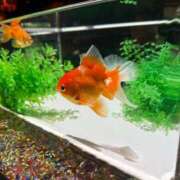 ヒメ日記 2025/08/17 20:09 投稿 いちご CECIL