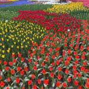 いちご おはな🌷 CECIL