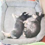 ヒメ日記 2025/07/19 02:43 投稿 スズ【FG系列】 デリぽちゃin柏（FG系列）