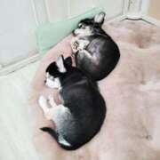 ヒメ日記 2025/08/31 01:53 投稿 スズ【FG系列】 デリぽちゃin柏（FG系列）