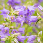 ヒメ日記 2025/07/08 19:20 投稿 ゆあ 奥鉄オクテツ和歌山