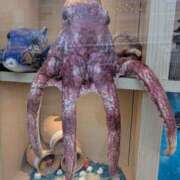 ヒメ日記 2024/12/16 18:49 投稿 しいな 奥鉄オクテツ和歌山