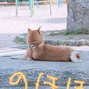 ヒメ日記 2025/04/16 10:40 投稿 しらゆり 奥鉄オクテツ和歌山