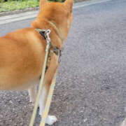 ヒメ日記 2025/07/30 08:45 投稿 しらゆり 奥鉄オクテツ和歌山