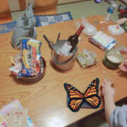 ヒメ日記 2025/08/11 08:38 投稿 しらゆり 奥鉄オクテツ和歌山