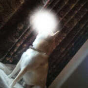 ヒメ日記 2025/08/18 05:19 投稿 しらゆり 奥鉄オクテツ和歌山