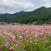 ヒメ日記 2025/10/12 10:35 投稿 しらゆり 奥鉄オクテツ和歌山