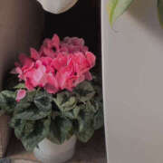 ヒメ日記 2025/11/14 10:22 投稿 しらゆり 奥鉄オクテツ和歌山