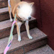 しらゆり と言いながら 奥鉄オクテツ和歌山