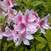 ヒメ日記 2025/05/07 12:16 投稿 まつりか 奥鉄オクテツ和歌山