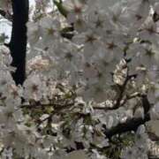 ヒメ日記 2025/03/30 14:14 投稿 ひとみ ナイスレディ