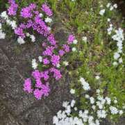 ヒメ日記 2025/05/06 19:32 投稿 ひとみ ナイスレディ