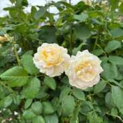 ヒメ日記 2025/05/27 16:45 投稿 ひとみ ナイスレディ