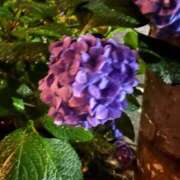 ヒメ日記 2025/06/11 11:45 投稿 ひとみ ナイスレディ