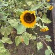 ヒメ日記 2025/09/29 11:45 投稿 ひとみ ナイスレディ