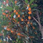 ヒメ日記 2025/10/21 16:29 投稿 ひとみ ナイスレディ