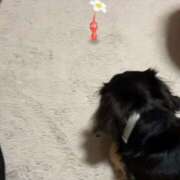 ヒメ日記 2025/03/04 07:27 投稿 流川らんな ハプニング痴漢電車or全裸入室