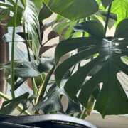 ヒメ日記 2024/12/20 18:49 投稿 みさ 横浜人妻セレブリティ（ユメオト）