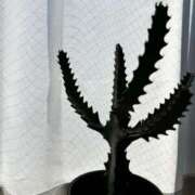 ヒメ日記 2025/03/17 20:47 投稿 みさ 横浜人妻セレブリティ（ユメオト）