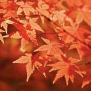 ヒメ日記 2025/09/08 11:35 投稿 かえで 脱がされたい人妻 宇都宮店