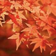 ヒメ日記 2026/01/05 21:11 投稿 かえで 脱がされたい人妻 宇都宮店