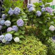 ヒメ日記 2025/06/12 10:25 投稿 さくら-KINDAN- KINDAN-禁断-