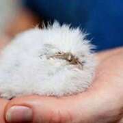 ヒメ日記 2025/08/21 21:26 投稿 美園 熟女の風俗最終章 新横浜店