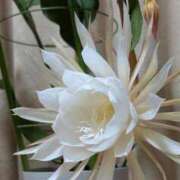 ヒメ日記 2025/11/21 07:47 投稿 美園 熟女の風俗最終章 新横浜店