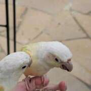 ヒメ日記 2025/12/04 15:52 投稿 美園 熟女の風俗最終章 新横浜店