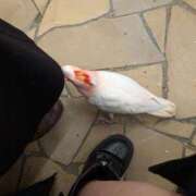 ヒメ日記 2025/12/06 20:27 投稿 美園 熟女の風俗最終章 新横浜店